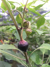 Load image into Gallery viewer, Purple UFO (Pepper Seeds)