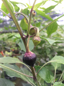 Purple UFO (Pepper Seeds)