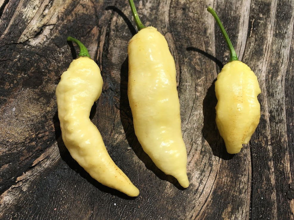 30 Seeds - White Bhut Jolokia Chili Pepper - Ghost Pepper Variety - Hot