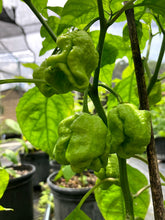 Load image into Gallery viewer, 7 Pot Wes Yellow (Pepper Seeds)