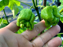 Load image into Gallery viewer, 7 Pot Wes Yellow (Pepper Seeds)