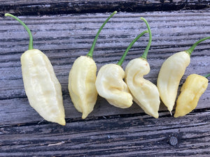 White Ghost Scorpion (Jays/T-E) (Pepper Seeds)