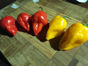 Wartryx Stretch Yellow (Pepper Seeds)