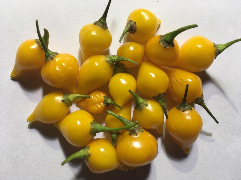 Biquinho Yellow (Pepper Seeds)