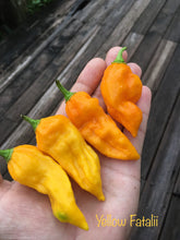 Load image into Gallery viewer, Fatalii Yellow (Pepper Seeds)