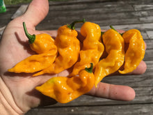 Load image into Gallery viewer, GhostScorpion Yellow (T-E) (Pepper Seeds)