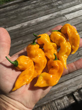 Load image into Gallery viewer, GhostScorpion Yellow (T-E) (Pepper Seeds)