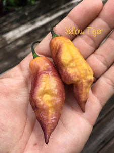 Yellow Tiger (Pepper Seeds)